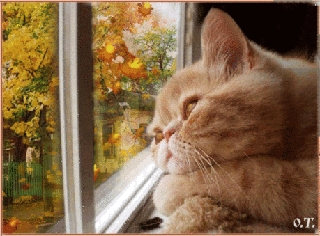 Я желаю вам тёплой осени!