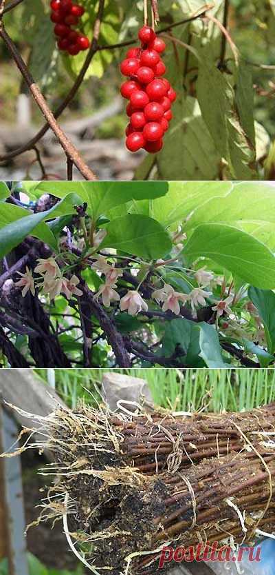 Посадка лимонника китайского | Мое подворье