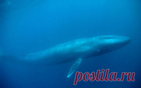 Голубой кит – самое большое на планете животное. Самая крупная особь составляет 30 метров в длину, при весе в 210 тонн. Представителей вида, находящегося на грани вымирания, осталось порядка 10 тысяч.