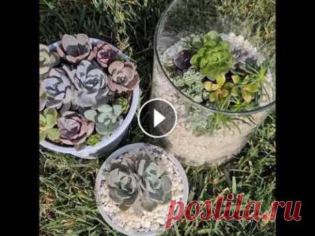 Mini garden. Композиция из суккулентов. Echeveria. Succulent.

колена гадание свежее видео сегодня
