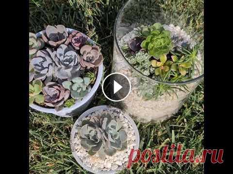 Mini garden. Композиция из суккулентов. Echeveria. Succulent.

колена гадание свежее видео сегодня