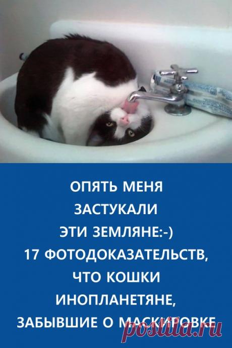 17 фотодоказательств, что кошки — инопланетяне, позабывшие о маскировке. Эту хитрость знают все любители фантастики: если внеземное существо под личиной человека думает, что за ним никто не наблюдает, оно расслабляется и может допустить промах. #животные #кошки #коты