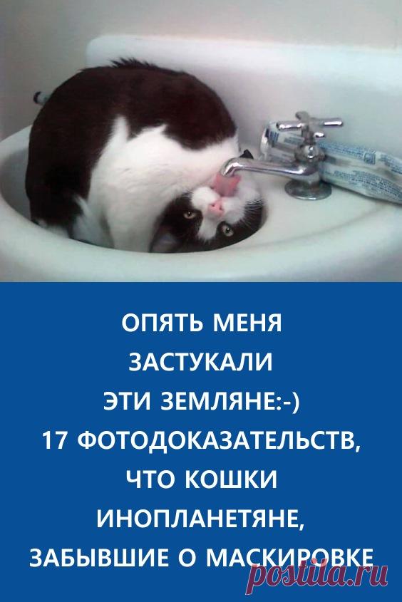 17 фотодоказательств, что кошки — инопланетяне, позабывшие о маскировке. Эту хитрость знают все любители фантастики: если внеземное существо под личиной человека думает, что за ним никто не наблюдает, оно расслабляется и может допустить промах. #животные #кошки #коты
