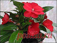 Бальзамины