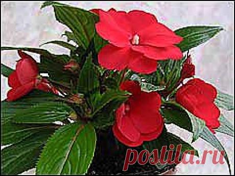 Бальзамины