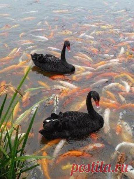 Одноклассники