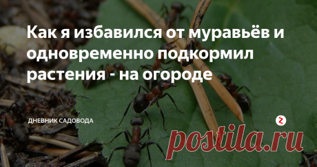 Как я избавился от муравьёв и одновременно подкормил растения - на огороде Если на вашем дачном участке поселились муравьи, то готовьтесь к тому, что с ними придется бороться. Эти трудолюбивые создания будут строить себе жилище, но бороться стоит не с этими жилищами, а с самими насекомыми, так как иначе могут пострадать ваши растения.
В моём случае внимание муравьев привлекли огурцы, и чтобы не остаться без урожая, я стал искать оптимальный метод борьбы, которые были бы
