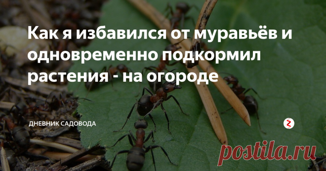 Как я избавился от муравьёв и одновременно подкормил растения - на огороде Если на вашем дачном участке поселились муравьи, то готовьтесь к тому, что с ними придется бороться. Эти трудолюбивые создания будут строить себе жилище, но бороться стоит не с этими жилищами, а с самими насекомыми, так как иначе могут пострадать ваши растения.
В моём случае внимание муравьев привлекли огурцы, и чтобы не остаться без урожая, я стал искать оптимальный метод борьбы, которые были бы