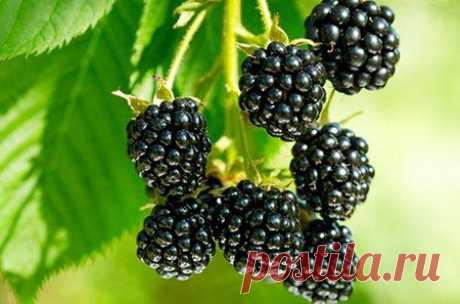Ежевика на английском — Blackberry