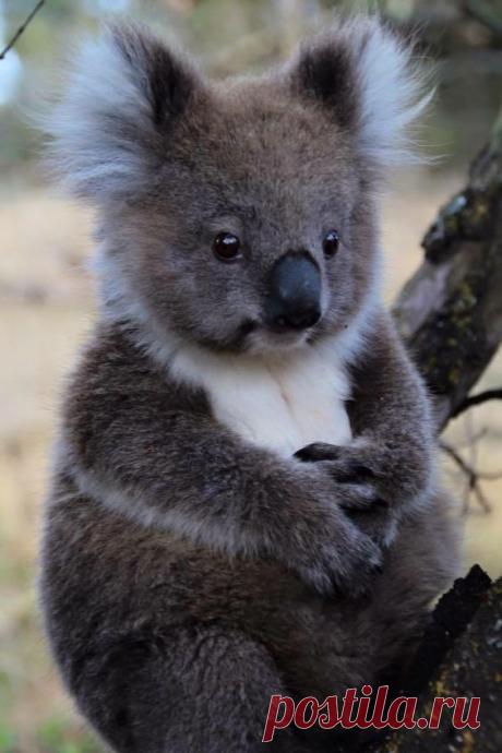 коала