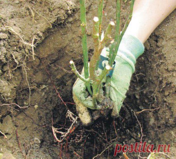 Осенняя посадка роз. Как посадить розы осенью: 5 основных этапов