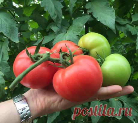 Томаты от Партнера: гибриды, лучшие в сезоне-2018