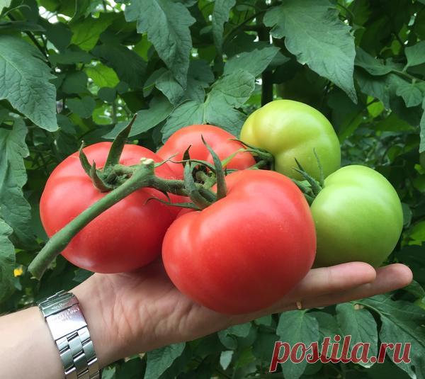 Томаты от Партнера: гибриды, лучшие в сезоне-2018
