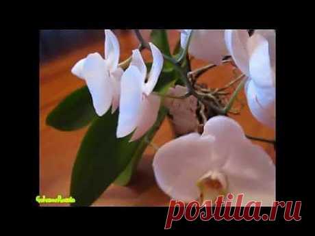 Как я заставила цвести орхидею. Phalaenopsis - YouTube