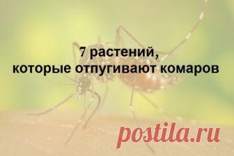 7 растений, которые отгоняют комаров на ура.