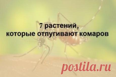 7 растений, которые отгоняют комаров на ура.