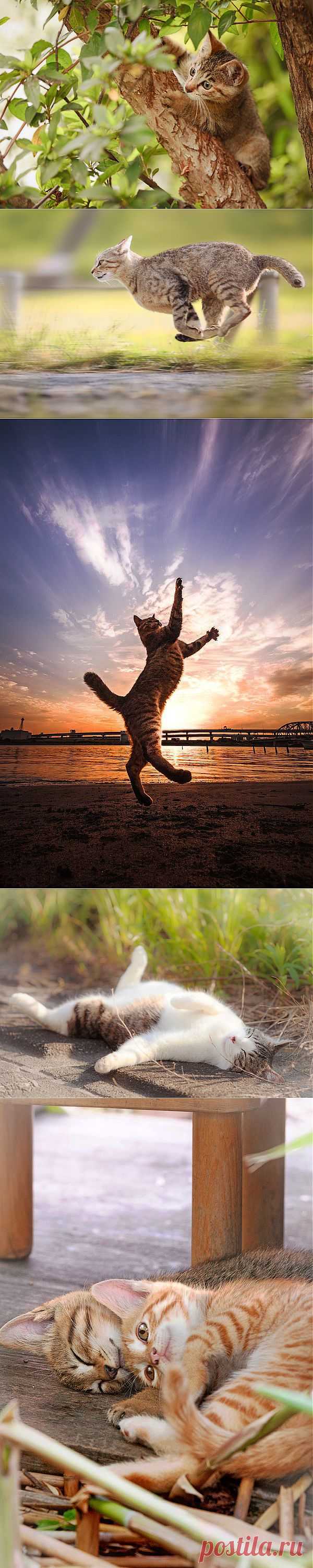 Всем любителям кошек посвящается • НОВОСТИ В ФОТОГРАФИЯХ