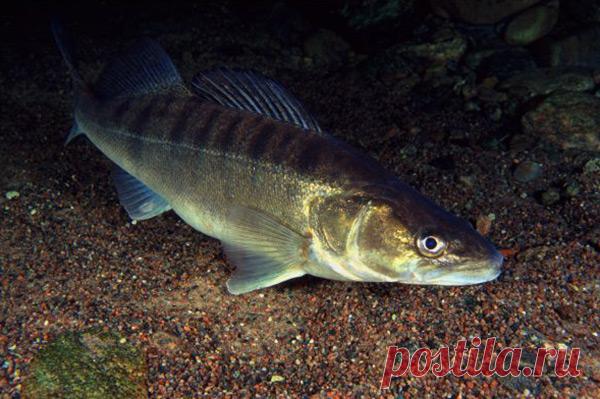 Как, когда и где ловить судака?