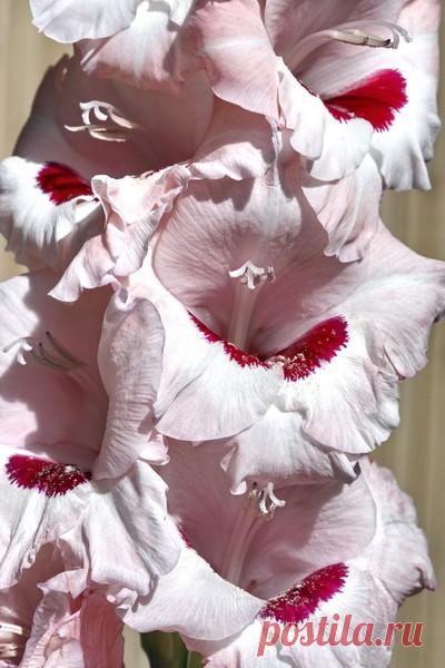 (4) Мой Мир@Mail.Ru