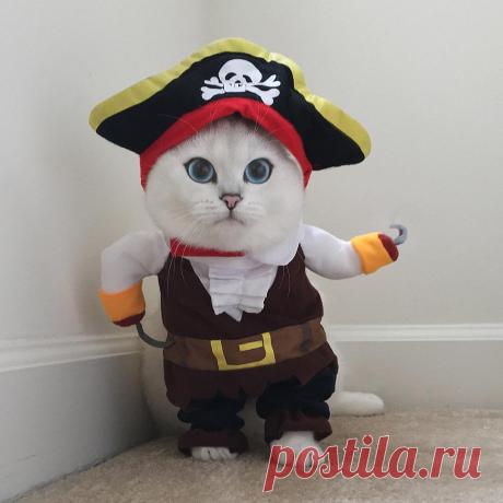 Кот с самыми красивыми глазами в мире стал интернет-звездой