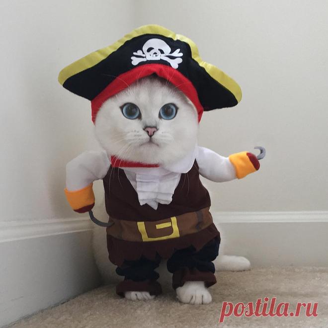 Кот с самыми красивыми глазами в мире стал интернет-звездой