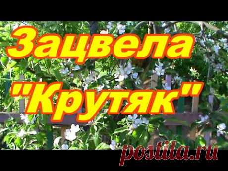 Зацвела прививка яблони !!! Крутяк !!! - YouTube
