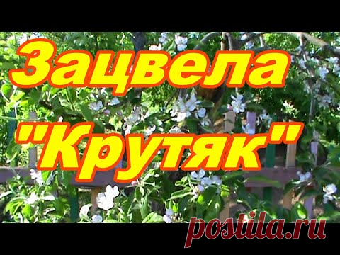 Зацвела прививка яблони !!! Крутяк !!! - YouTube