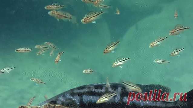 Мальки прячутся во рту у рыбы-мамы.Одноклассники