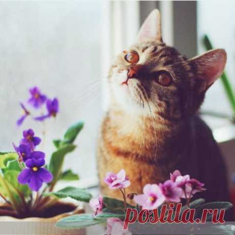 Как ухаживать за фиалками: 7 правил