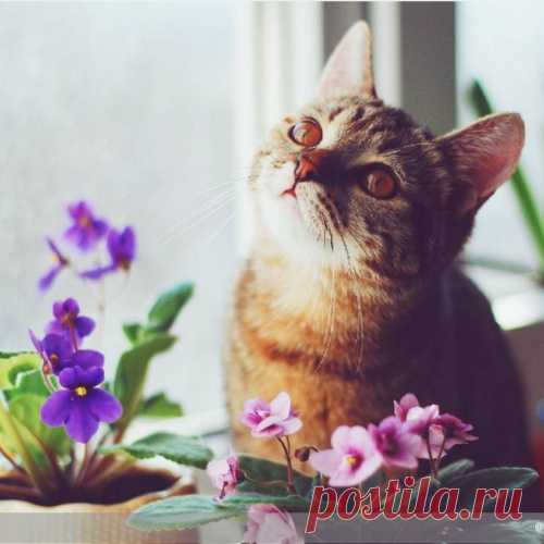 Как ухаживать за фиалками: 7 правил