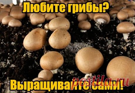 Собирайте урожай грибов прямо в квартире!  Круглый год, без особых усилий и затрат.  https://q.pro-trade-24.ru/rd/VvvR85 
 Эко-грибницы «Золотой урожай» - мечта любой хозяйки! Вы можете выращивать шампиньоны, вешенки, лисички, опята и белые грибы.
Коробка очень компактная, ее можно спрятать под ванную или на балконе. Главное условие – опрыскивать ее специальным удобрением, которое идет в комплекте. Первый урожай уже через неделю!
   Попробуйте вкусные домашние грибы, и вы у...