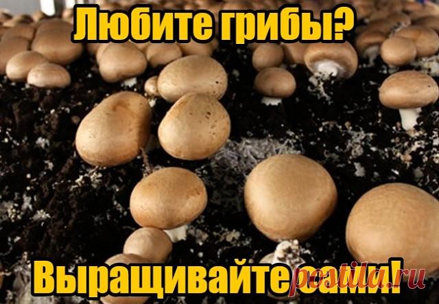 Собирайте урожай грибов прямо в квартире!  Круглый год, без особых усилий и затрат.  http://q.pro-trade-24.ru/rd/VvvR85 
 Эко-грибницы «Золотой урожай» - мечта любой хозяйки! Вы можете выращивать шампиньоны, вешенки, лисички, опята и белые грибы.
Коробка очень компактная, ее можно спрятать под ванную или на балконе. Главное условие – опрыскивать ее специальным удобрением, которое идет в комплекте. Первый урожай уже через неделю!
   Попробуйте вкусные домашние грибы, и вы у...
