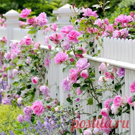 Pinterest