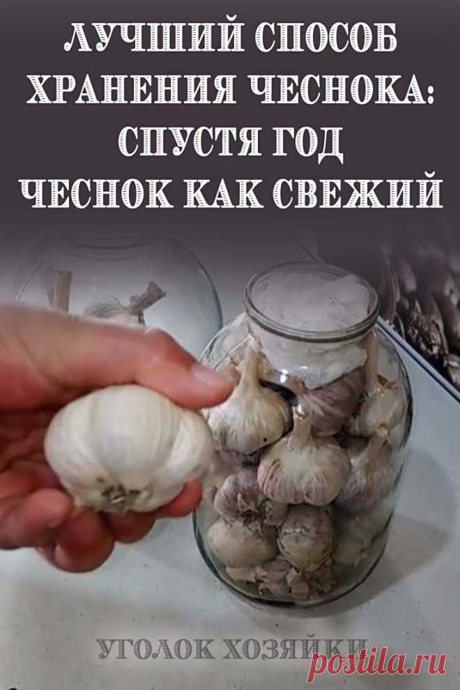 Многие, кто выращивает чеснок, знают, что он портится еще до того, как наступит новый сезон. Если вы будете правильно хранить чеснок, то больше не столкнетесь с этой проблемой.
