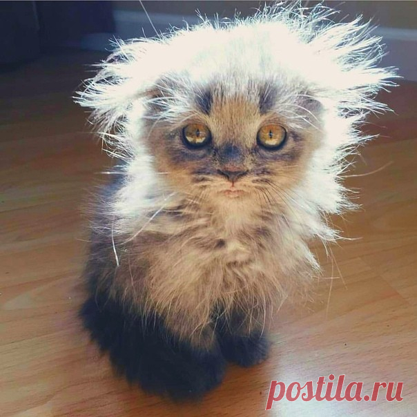 Моё домашнее чучело-мяучело