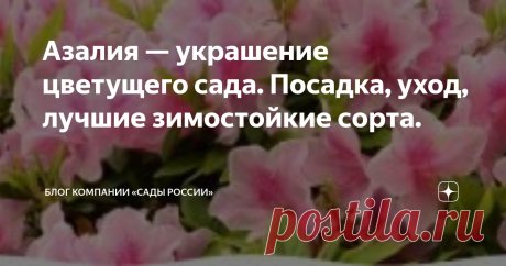 Азалия — украшение цветущего сада. Посадка, уход, лучшие зимостойкие сорта. Статья автора «Блог компании «Сады России»» в Дзене ✍: Азалия садовая – очень красивый декоративный кустарник из семейства Вересковые род Рододендронов.