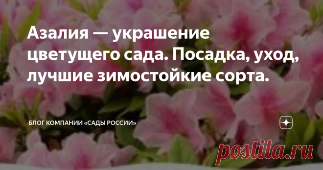 Азалия — украшение цветущего сада. Посадка, уход, лучшие зимостойкие сорта. Статья автора «Блог компании «Сады России»» в Дзене ✍: Азалия садовая – очень красивый декоративный кустарник из семейства Вересковые род Рододендронов.