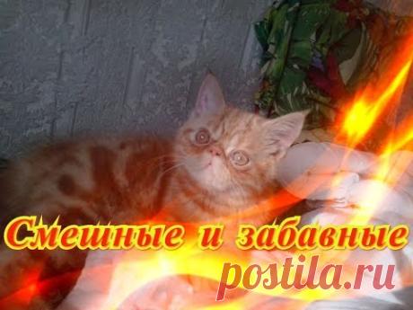 Смешное про кошек собак Позитив Fanny animals Создай себе хорошее настроение - YouTube