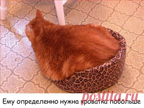 Смешные фотографии котов с подписями - 15 Июля 2009 - Котейко - все о кошках и котах.