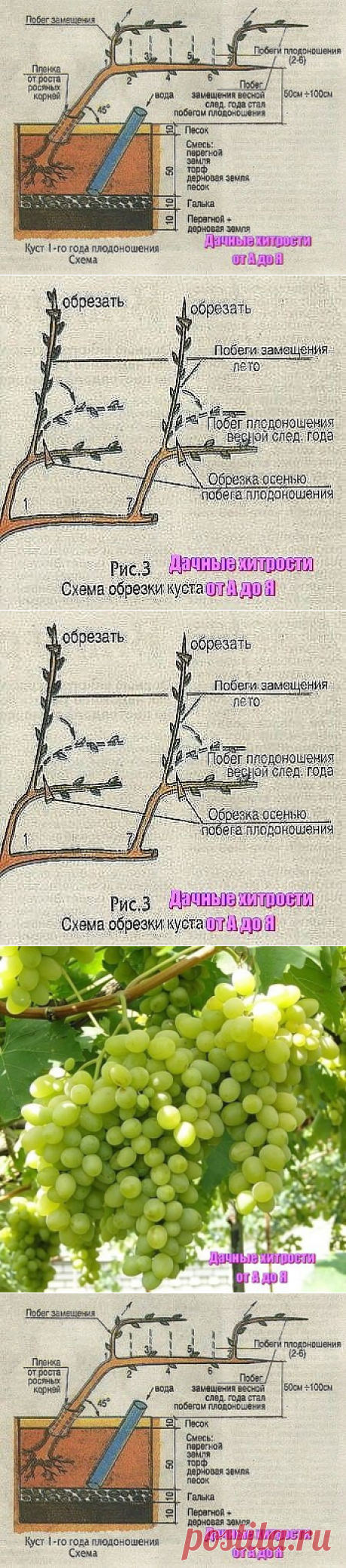 КАК ВЫРАЩИВАТЬ ВИНОГРАД БЕЗ ОСОБЫХ ХЛОПОТ.