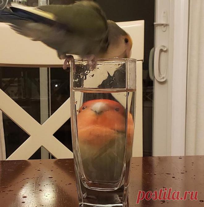 20 курьезов с птичками, которые оказались тем еще веселым хулиганьем