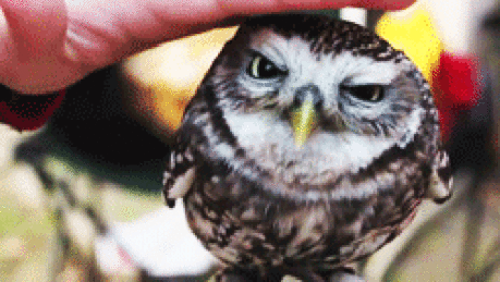 belles images animaux - Page 21