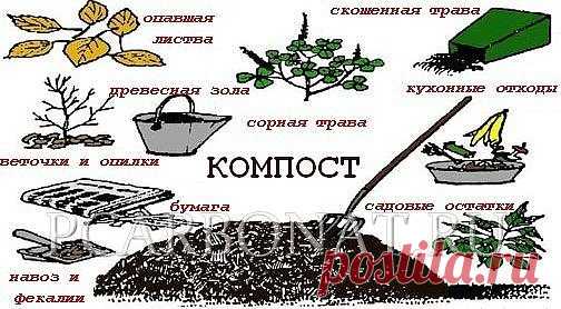 Как приготовить хороший компост
Для приготовления хорошего компоста рассыпчатой мелкокомковатой 
структуры компостную кучу закладывают так, чтобы, не превращаясь в груду
 гниющих отбросов, она обеспечивала быстрейшее разложение органических 
веществ. Интенсивное разложение исходных веществ под действием бактерий и
 грибов возможно лишь при наличии воздуха, влаги и азота. Воздух 
поступает через основание и боковые стенки кучи.
При появлении признаков подсыхания массу увлажняют с помощью лейки ил