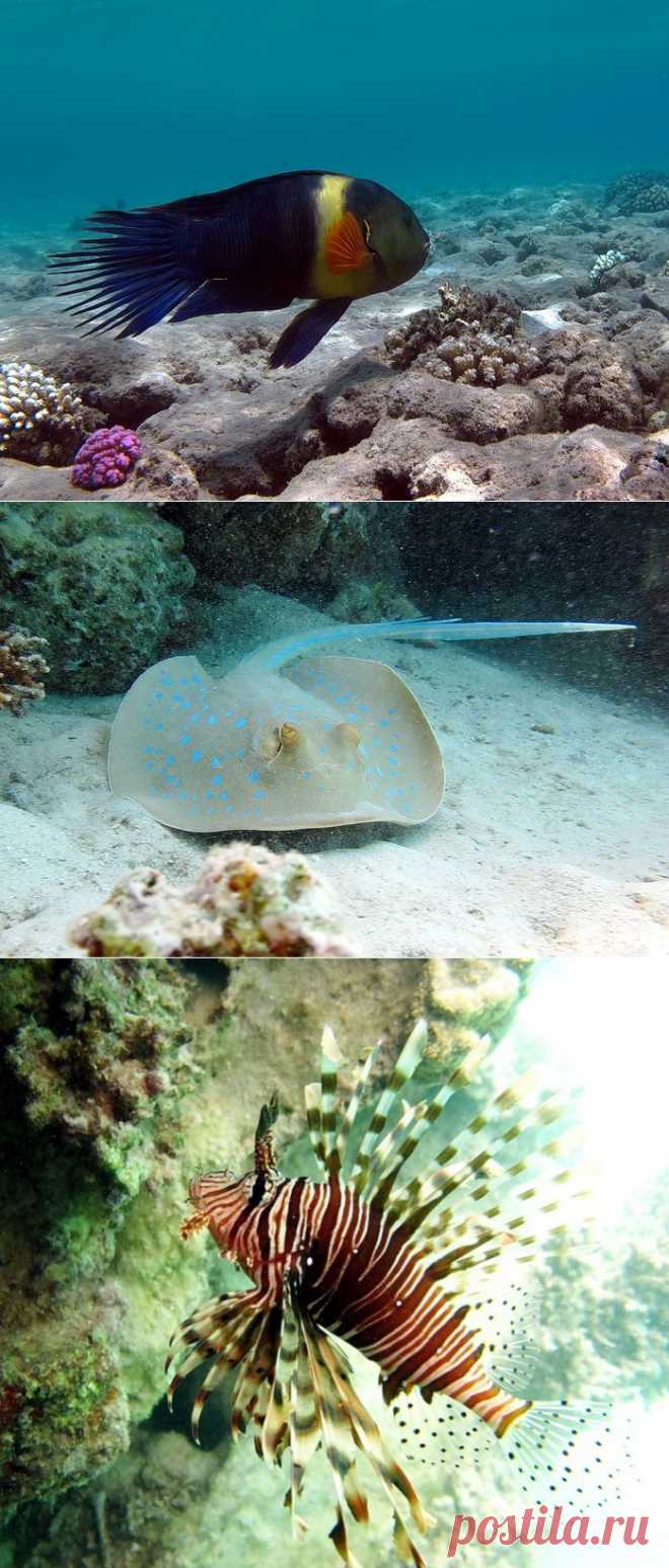 Необычайный по красоте подводный мир Красного моря.