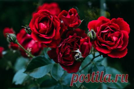 Канадские розы — находка для холодных регионов. 5 шикарных сортов | Азбука огородника | Яндекс Дзен