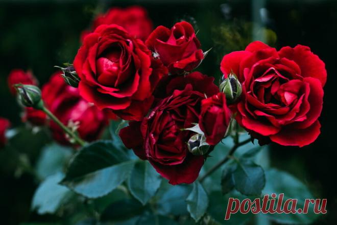 Канадские розы — находка для холодных регионов. 5 шикарных сортов | Азбука огородника | Яндекс Дзен