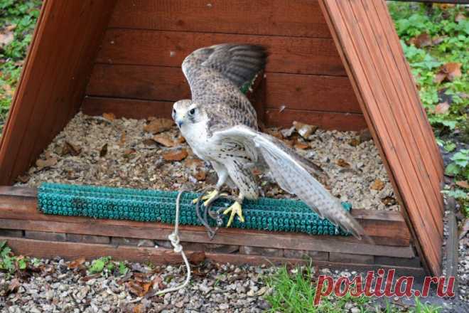 Великий Новгород. Часть 4. Кремль. Соколиный двор: michailov_na — ЖЖ