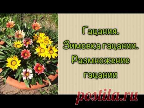 Гацания. Зимовка гацании. Размножение гацании