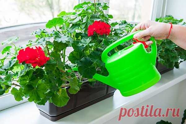 Подкормка из йода для буйного цветения герани: инструкция | 6 соток