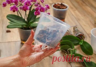 10 фактов об орхидее фаленопсис, которые надо знать новичку — Ботаничка